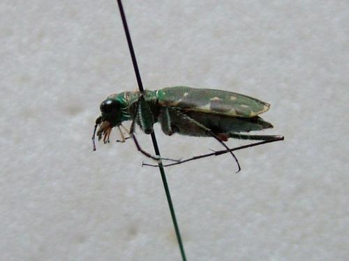 Myriochila melancholica